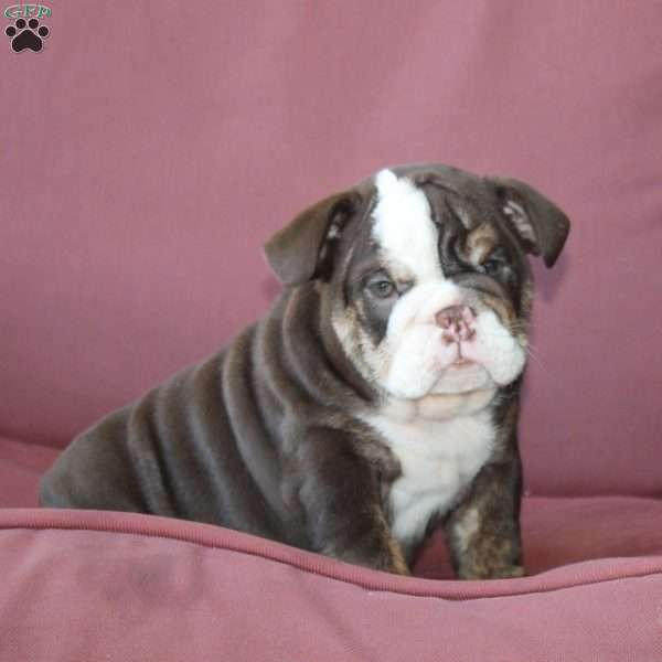 Ellie, English Bulldog Puppy